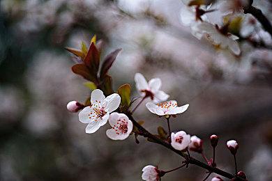 SE公布推理游戏新作《春逝百年抄》 5月12日发售