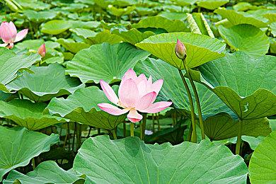 自己动手！国外玩家自制《艾尔登法环》追踪软件 